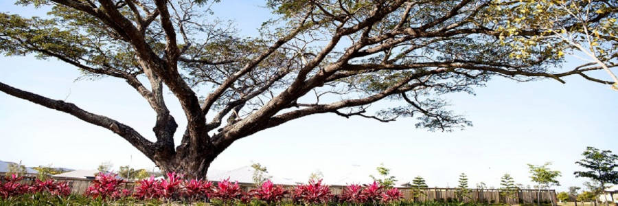 Living at Cosgrove Land Estate in Townsville