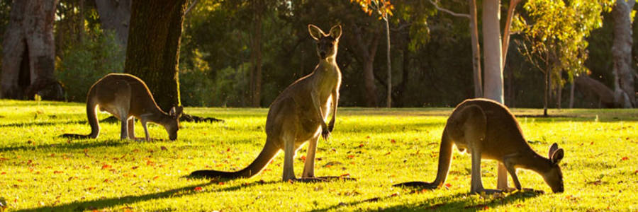 Living at Yanchep Golf Estate Land Estate in Yanchep