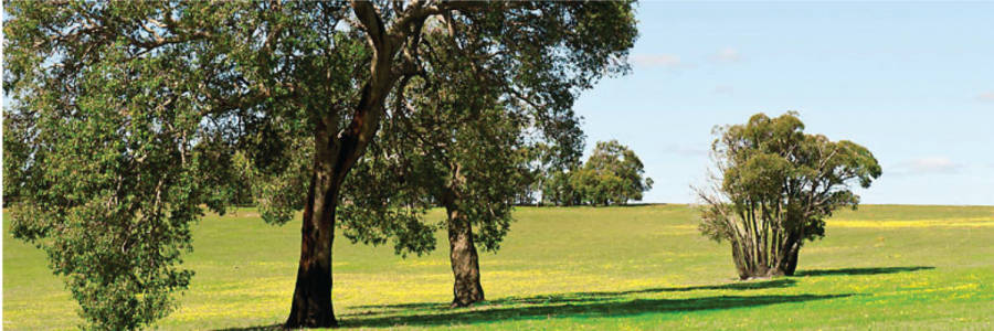 Living at Rosa Park Land Estate in Lower Chittering